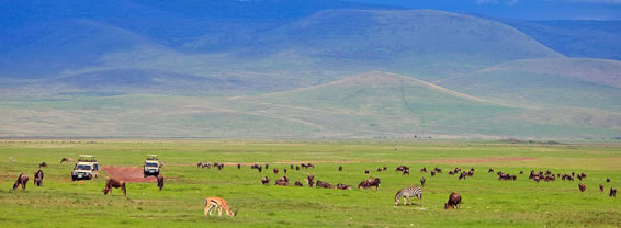 5-Day Tanzania Safari from Kenya | Lake Manyara/ Serengeti/Ngorongoro Crater